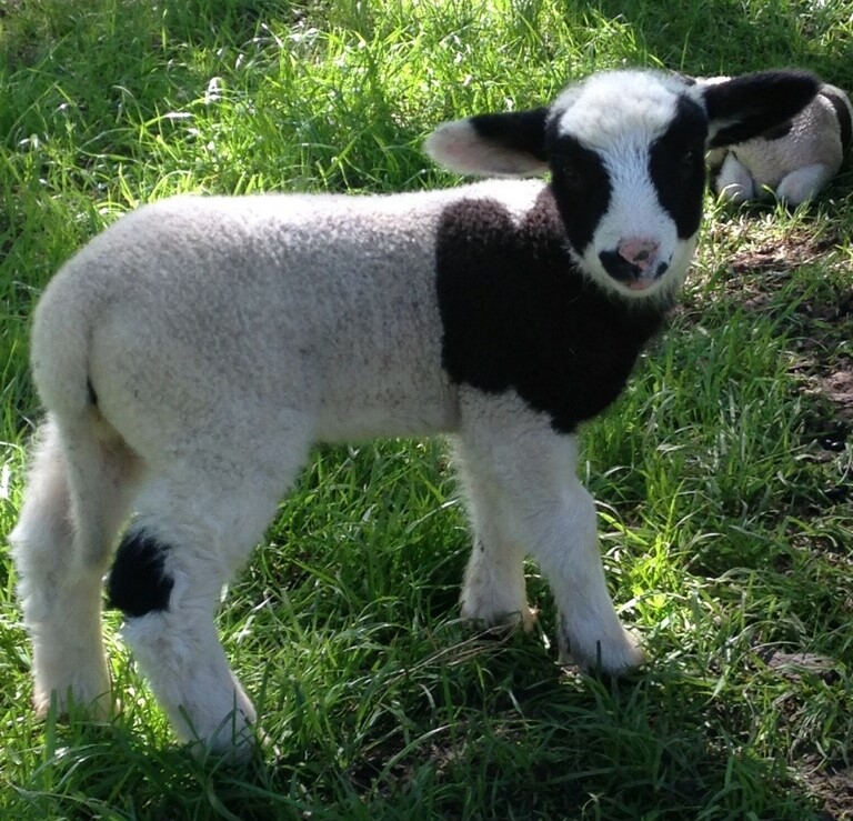 Harlequin Sheep Society & Registry Home of the Harlequin Sheep